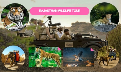 Rajasthan wildlife Tour Package India